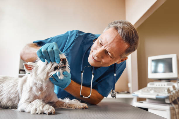 Best Emergency Treatment for Dental Infections or Abscesses in Manitowoc, WI
